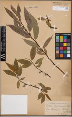 Foto von Salix daphnoides Vill.